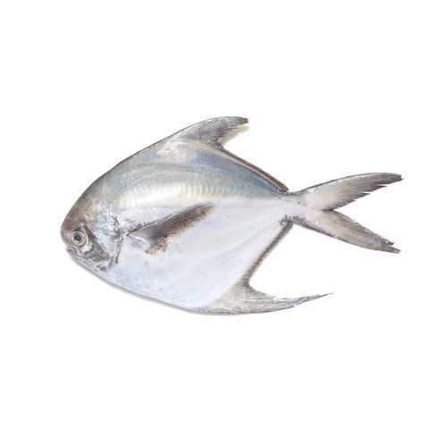Silver Pomfret